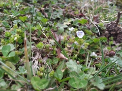 Veronica filiformis