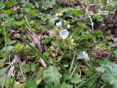 Veronica filiformis
