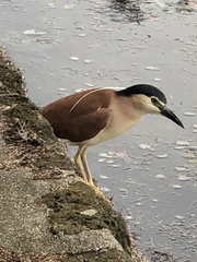 Nycticorax caledonicus