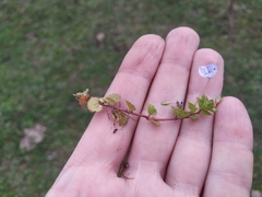 Veronica filiformis