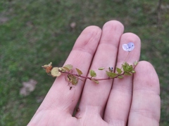Veronica filiformis