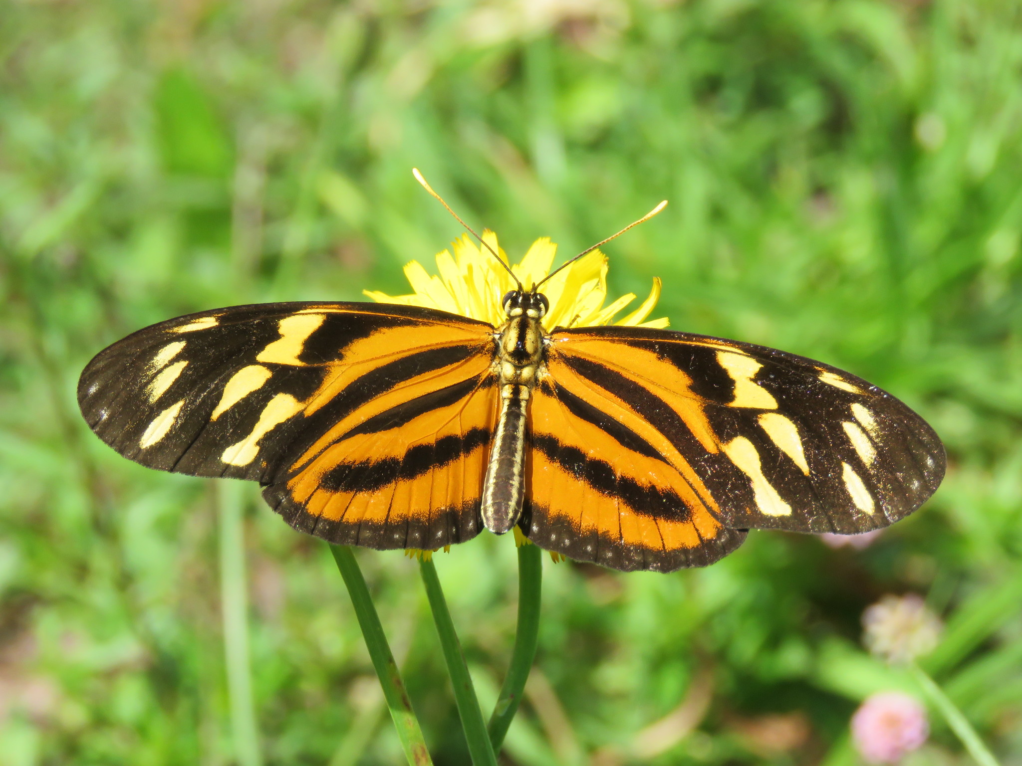 Mariposa Tigre de Alas Largas (Eueides isabella ssp. arquata) Mariposa Tigre de Alas Largas (Eueides isabella ssp. eva)