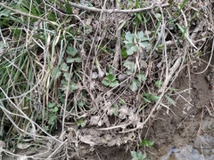 Ranunculus repens