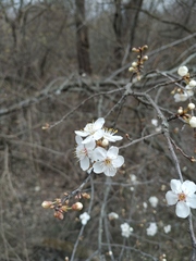Prunus cerasifera