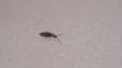 Entomobrya nigrocincta