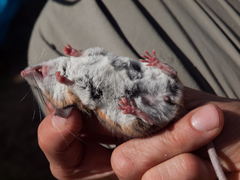 Peromyscus truei