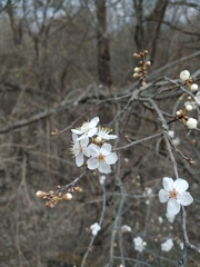 Prunus cerasifera