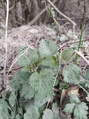 Urtica dioica