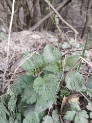 Urtica dioica