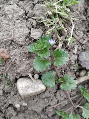 Veronica persica