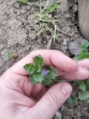 Veronica persica