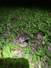Limnonectes malesianus