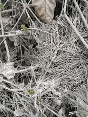 Equisetum telmateia