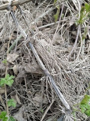 Equisetum telmateia