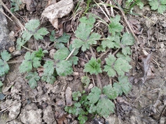 Ranunculus