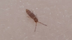 Entomobrya nigrocincta