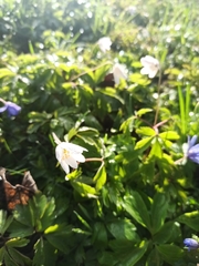 Anemonoides nemorosa