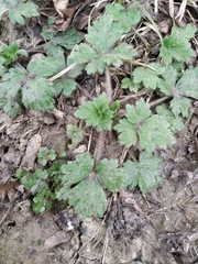 Ranunculus