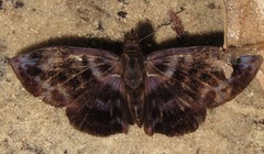 Ebrietas infanda