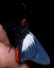 Pyrrhopygopsis socrates