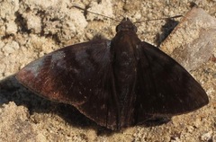 Pellicia
