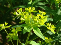 Euphorbia ceratocarpa