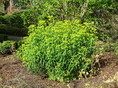 Euphorbia ceratocarpa