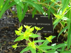 Euphorbia ceratocarpa