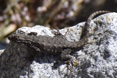 Sceloporus occidentalis taylori