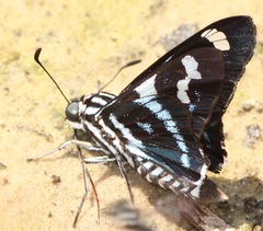 Parelbella