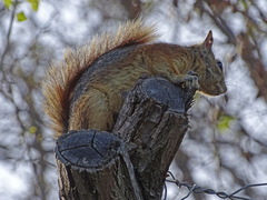 Sciurus anomalus