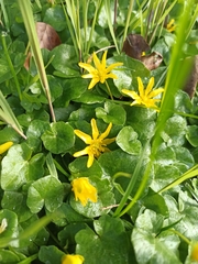 Ficaria verna