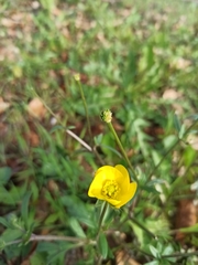 Ranunculus