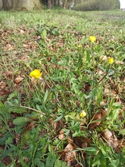 Ranunculus