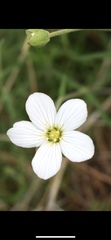 Arenaria montana