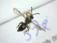Andrena