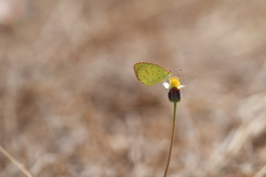 Eurema brigitta rubella