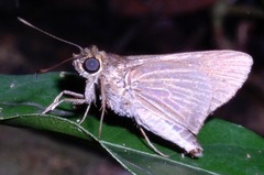 Parphorus decora