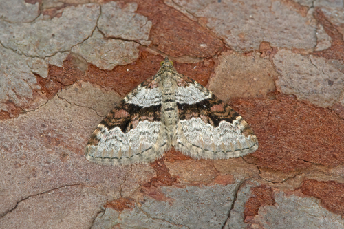 Flame Carpet