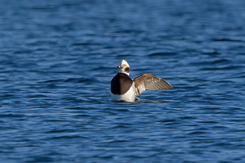 Pato havelda (Clangula hyemalis)