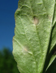 Ramularia armoraciae