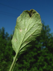 Ramularia armoraciae