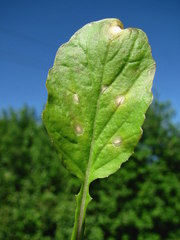 Ramularia armoraciae
