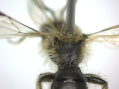 Andrena