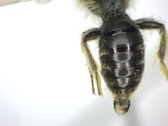 Andrena