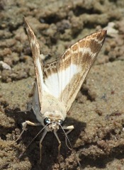 Sophista aristoteles
