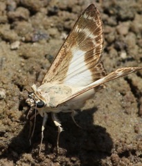Sophista aristoteles
