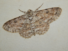 Ascotis reciprocaria