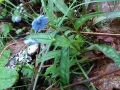 Omphalodes nitida