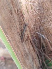 Mantodea